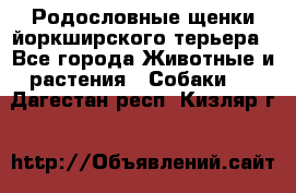 Родословные щенки йоркширского терьера - Все города Животные и растения » Собаки   . Дагестан респ.,Кизляр г.